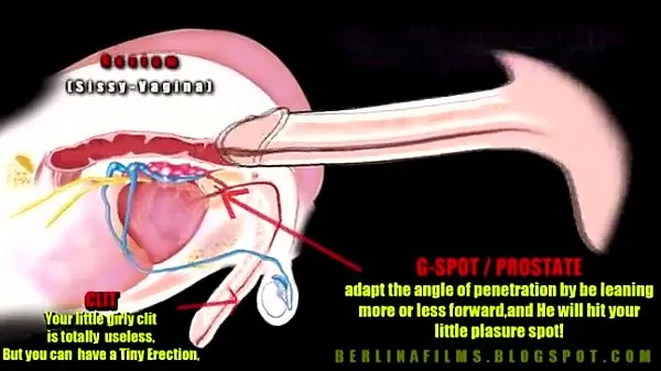 Nuovo anatomia transtubo di guida